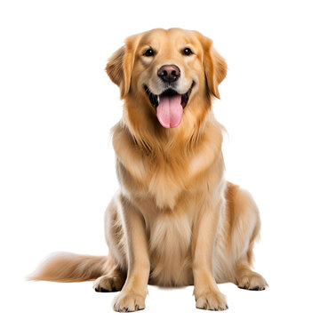 Full body photo of a happy golden retriever dog sitting, Isolated on Transparent Background, PNG