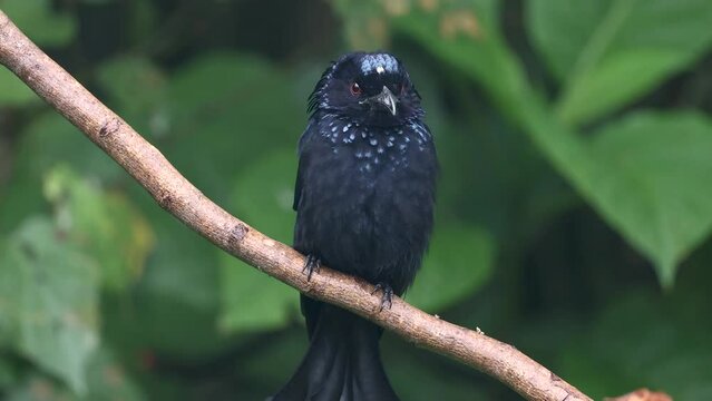 Nature wildlife footage of Hair crested drongo bird perched on a branch