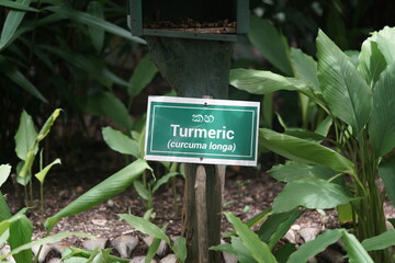 turmeric tree sign on the farm with nature and plants.