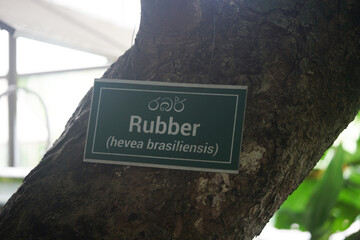 Rubber tree sign in a garden. english and sri lanka language.        