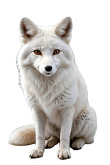 Generative AI full height arctic fox portrait, no background png