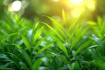 green grass background with sunrise