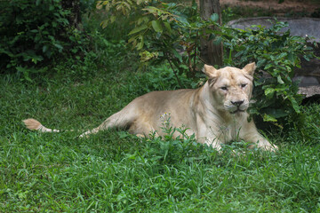 The female white lion is stay in garden