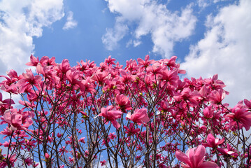 Pink magnolia tree seen from the bottom, with the flowers set against the blue sky with clouds....