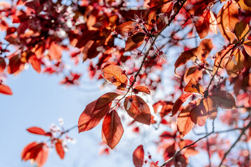 Deciduous tree with red leaves stands out against a blue sky