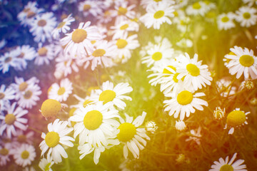 Flowers in the garden with sunlight. Vintage tone