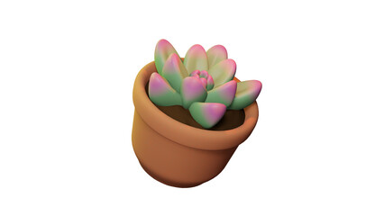 Succulent in a pot. Isolated 
