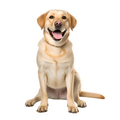 Labrador Retriever sitting happily: A full body dog photo, Isolated on Transparent Background, PNG