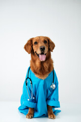 Portrait of a golden retriever dog in a blue veterinarian costume with a stethoscope around his...