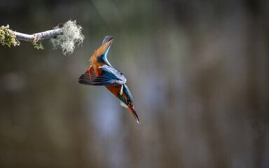 Kingfisher diving for a fish