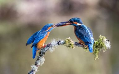 Male Kingfisher passing a fish to a female