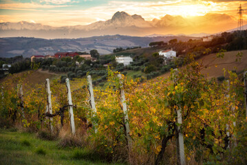 Sunset at vineyard in Tuscany, Italy, in autumn