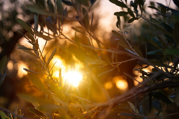 Olive tree in garden on sunset