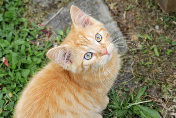 Naklejka na ściany i meble Eine neugierige kleine rote Katze mit blauen Augen