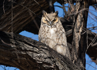 great horned owl sitting on a branch