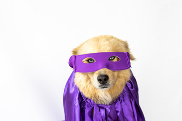 Obraz premium dog with blue eyes and long, cinnamon hair with a cape and purple superhero mask ready for the 8M