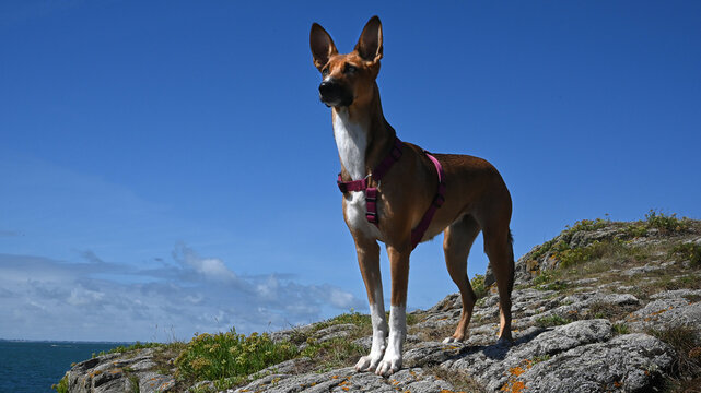 Dog pet podenco podengo andaluz
