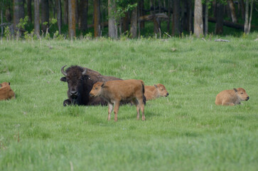 Bison at Elk Island Park, Alberta, Canada