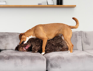 Two dogs playing rough on sofa. Bonded puppy dog friends play fighting with open mouth and teeth showing while one stands on top of the other. Labradoodle and harrier mix dog. Selective focus.