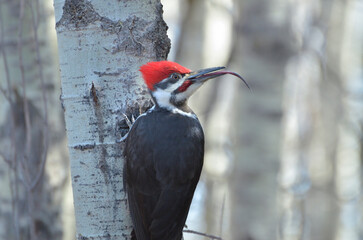 Pileated woodpecker, Alberta