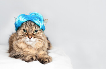 Funny cat wearing wig on gray background. Cute fluffy kitty cat looking at camera with fashionable blue hairpiece. Serious or bored body language. 14 years old senior tabby cat. Selective focus.
