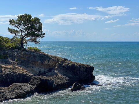 Sea and pine tree on rocky coast.