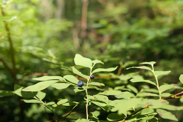 Ripe blueberry on wild blueberry shrub in forest or woodland area. Selective focus on one berry. Know as Oval-leaved Blueberry, Ovalleaf bilberry or Vaccinium ovalifolium. North Vancouver, BC, Canada