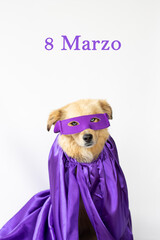 portrait of a dog with blue eyes and cinnamon hair, dressed as a purple super heroine for 8m