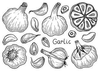 Set garlic sketch. Spicy vegetable ingredient. Slices, half. Hand drawn vector illustration.