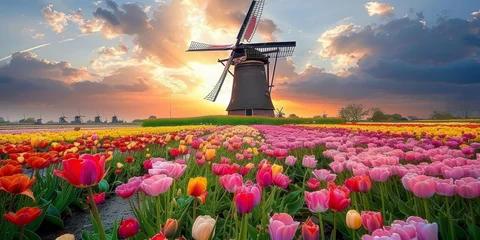 Poster Traditional Dutch windmill stands tall surrounded by vibrant tulip fields under a soft dawn sky in the Netherlands.. © bajita111122