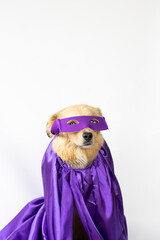 dog with blue eyes and long, cinnamon hair with a cape and purple superhero mask ready for the 8M
