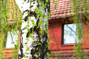 birch tree with spring little leaves and earrings near the red brick house