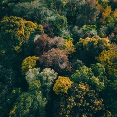 Naklejka na ściany i meble Aerial view of a greenery forest