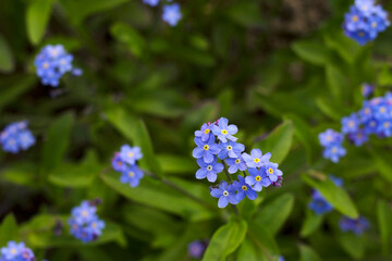 forget me not flowers with top view close up
