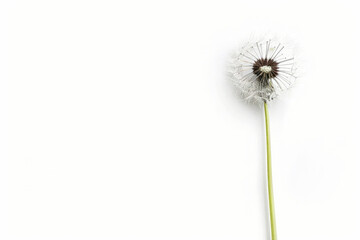 A single dandelion flower stands against a plain white backdrop, showcasing its delicate petals and distinctive yellow center.