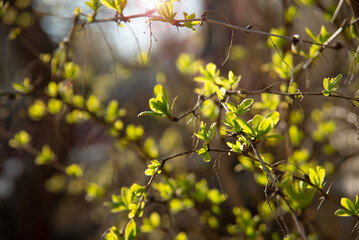 The first young leaves on the tree. New small green leaves appear from buds on tree branches.