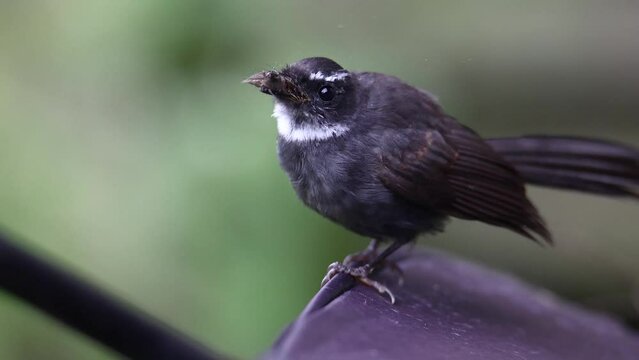 Nature wildlife bird white-throated fantail (Rhipidura albicollis) catching a moth is food