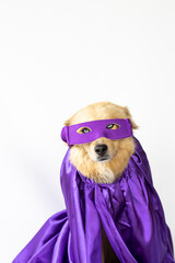 dog with blue eyes and long, cinnamon hair with a cape and purple superhero mask ready for the 8M