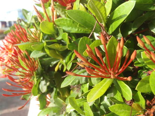 Flor silvestre en el parque