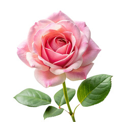 A pink rose top view isolated on Transparent background.