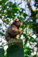 Sagui monkey in the wild eating a piece of banana, in the countryside of São Paulo Brazil.