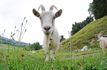 Ein neugieriger weißer Ziegenbock mit Hörnern und Glocke