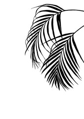 Black Palm Leaf Silhouette on isolated Background, A delicate gray silhouette of a betel nut leave, creating a tranquil and minimalist aesthetic.	