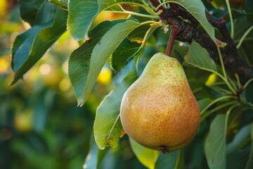 A ripe pear hangs from a branch on a tree, surrounded by lush green leaves on a sunny day in the harvest garden.
