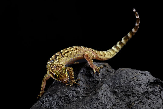 The muria rock gecko on a rock