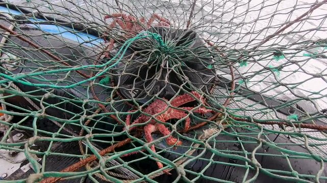 Fishing crabs in the ocean. Closeup view of a spider crabs, Lithodes santolla, caught in a fishing trap.	
