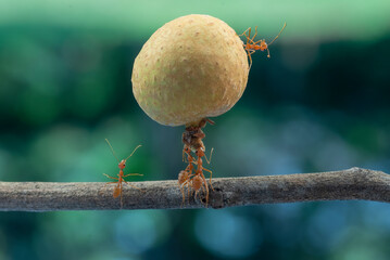 The ants are carrying a large object to carry into their nest