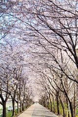Cherry blossom flowers on the street in spring