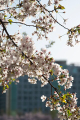 Close-up of the cherry blossoms on the tree in spring