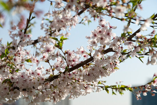 Close-up of the cherry blossoms on the tree in spring
